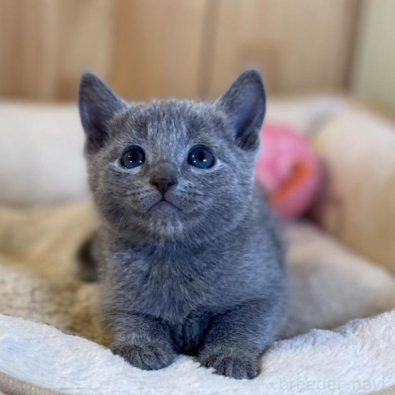 販売中の長野県のロシアンブルー-139038の5枚目