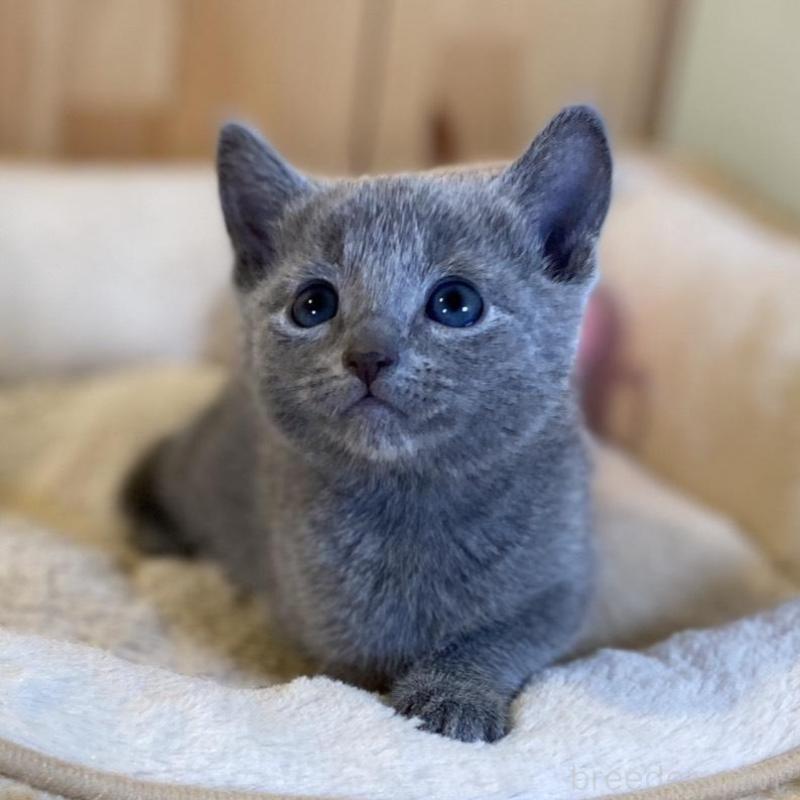 販売中の長野県のロシアンブルー-139038の4枚目