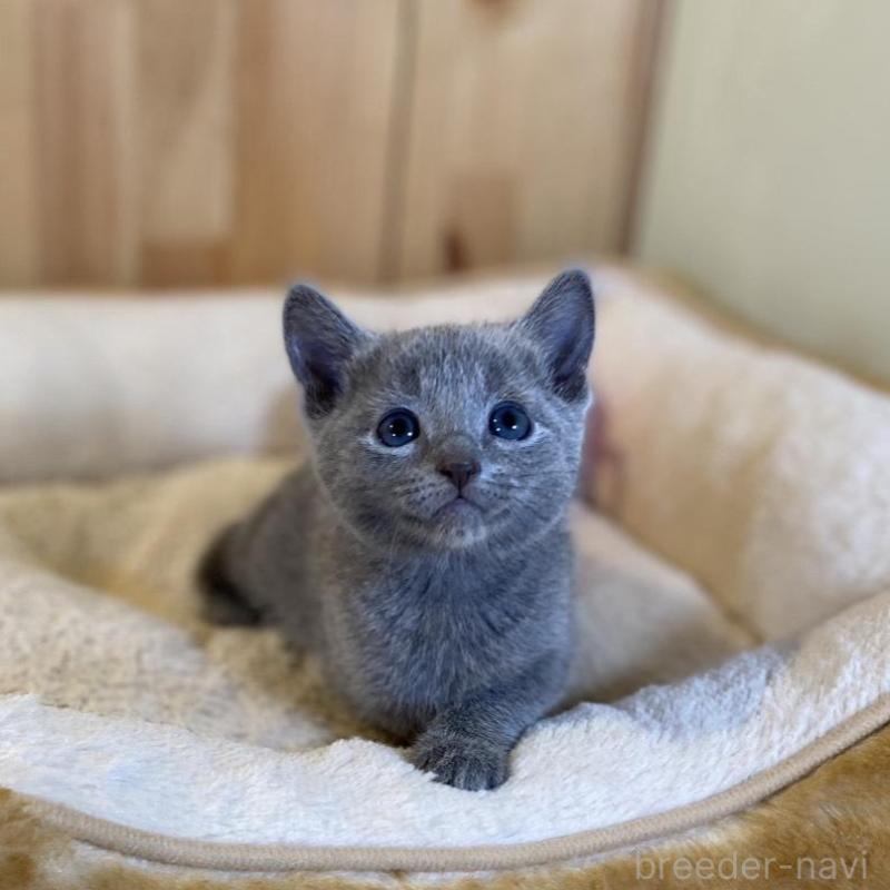 販売中の長野県のロシアンブルー-139038の3枚目