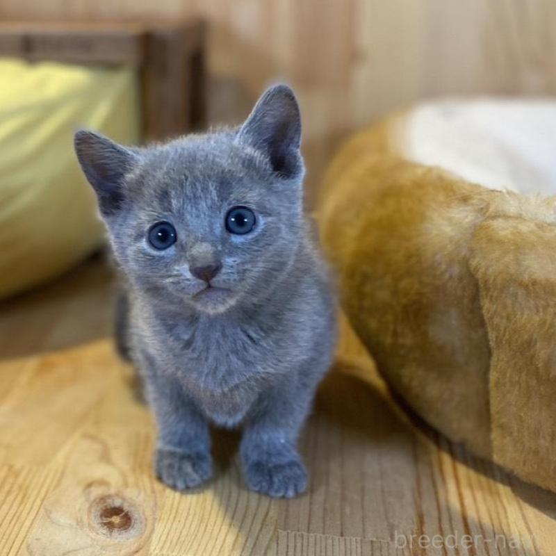 販売中の長野県のロシアンブルー-139038の2枚目