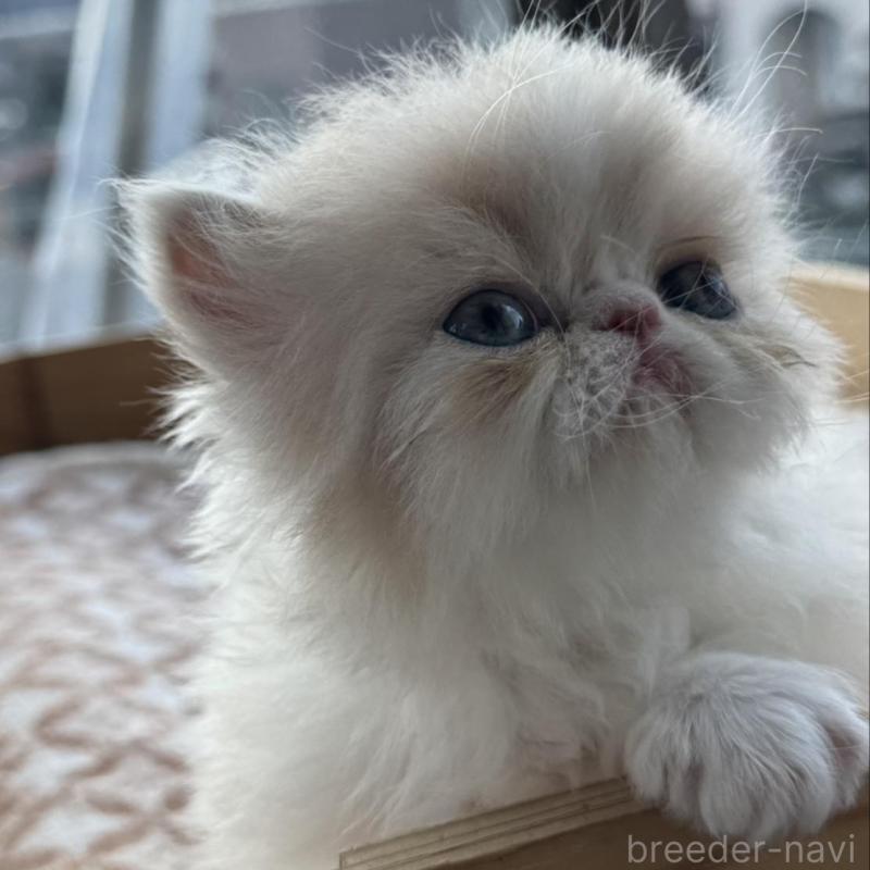 販売中ののエキゾチックショートヘア-139039