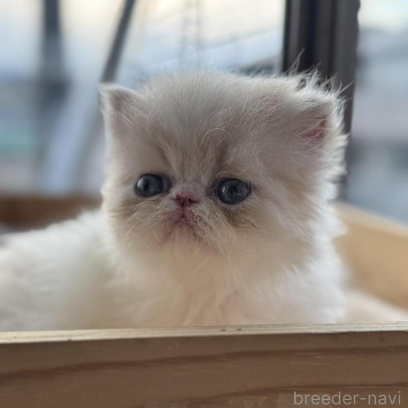 販売中の神奈川県のエキゾチックショートヘア-139039の8枚目