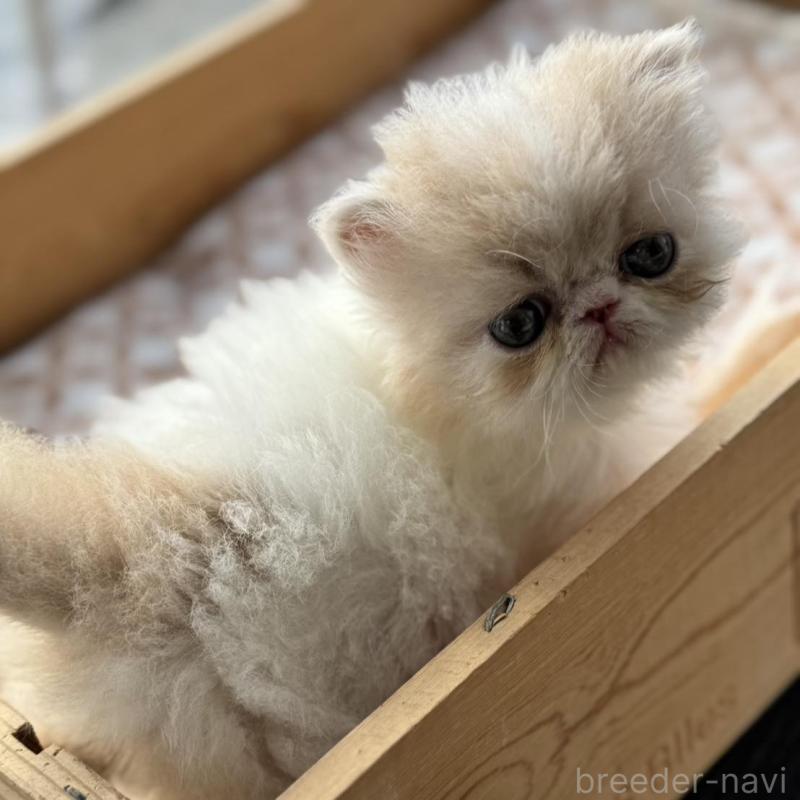 販売中の神奈川県のエキゾチックショートヘア-139039の7枚目