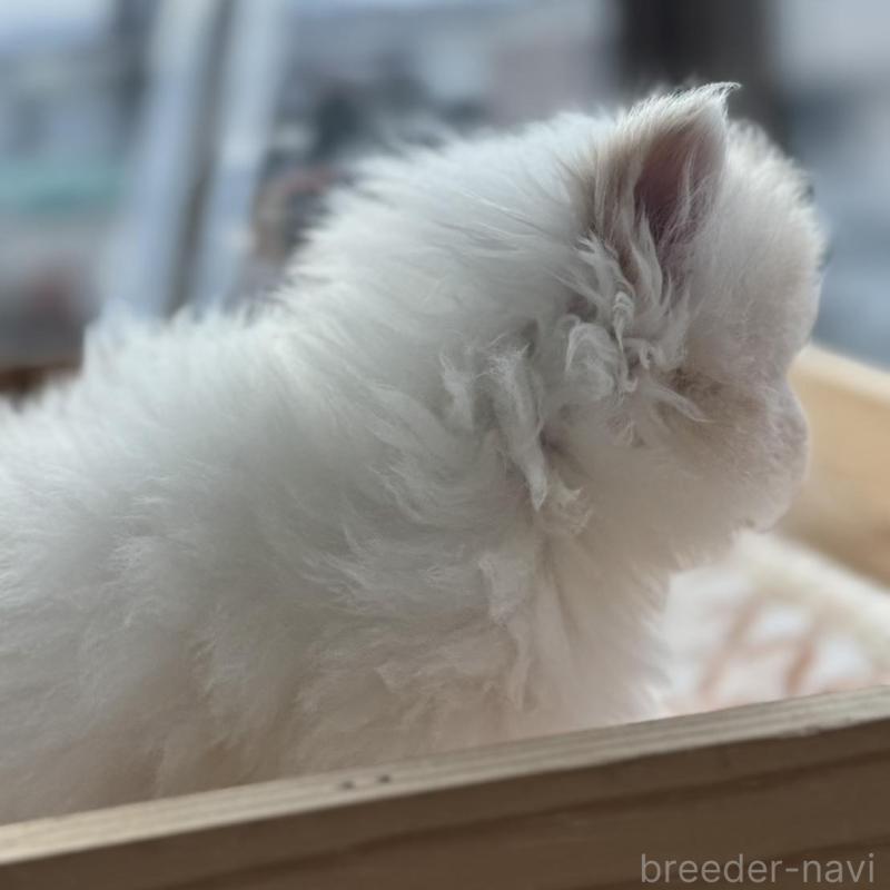 販売中の神奈川県のエキゾチックショートヘア-139039の6枚目