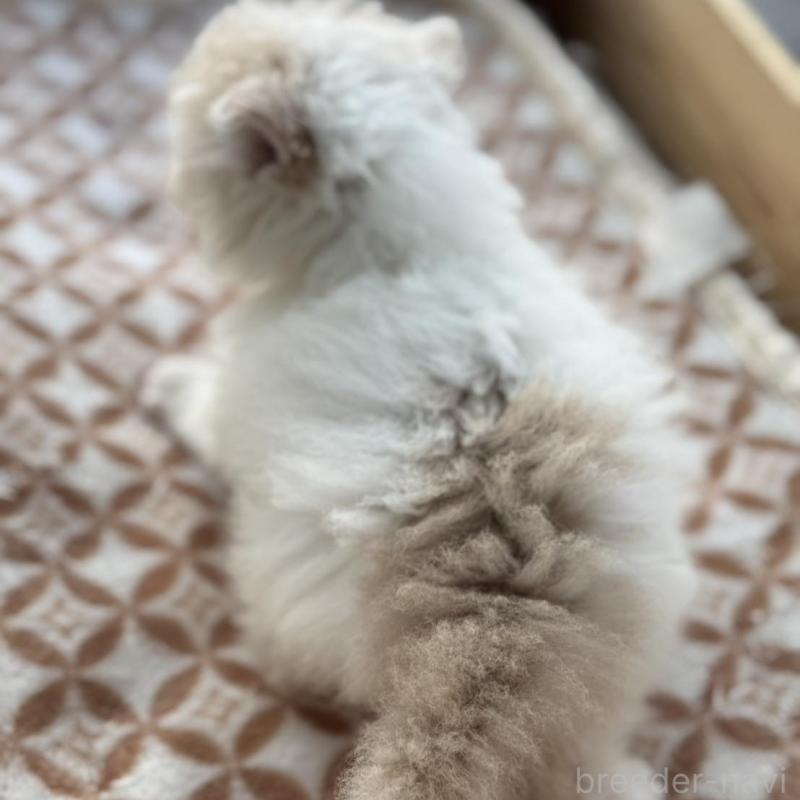 販売中の神奈川県のエキゾチックショートヘア-139039の5枚目