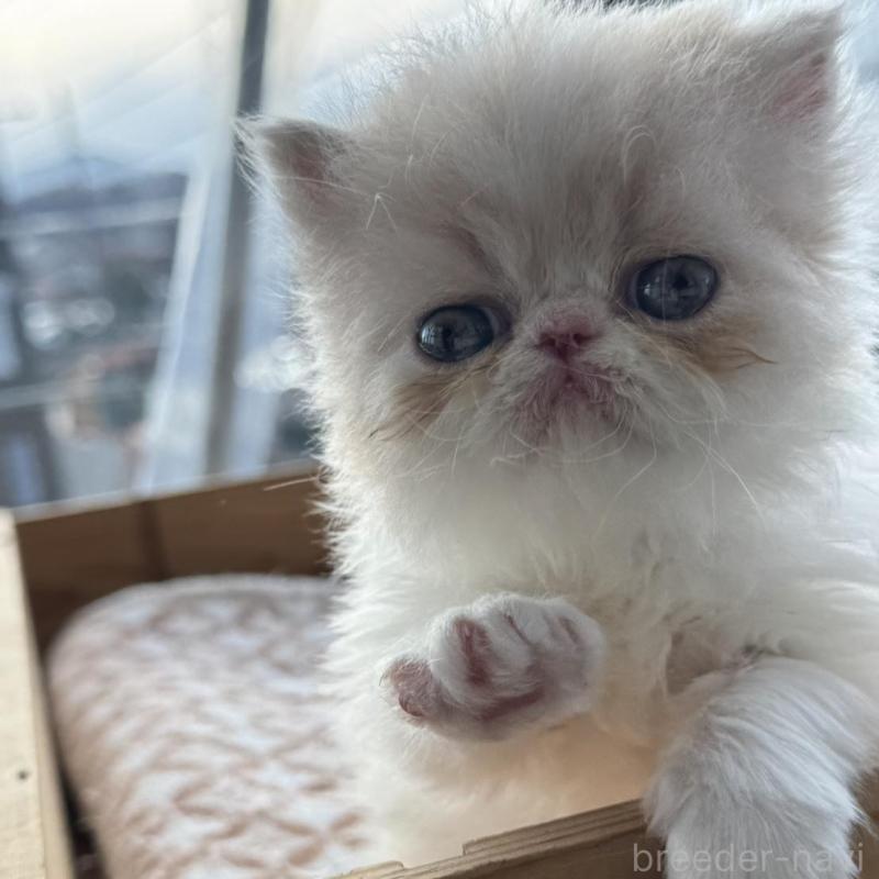 販売中の神奈川県のエキゾチックショートヘア-139039の3枚目