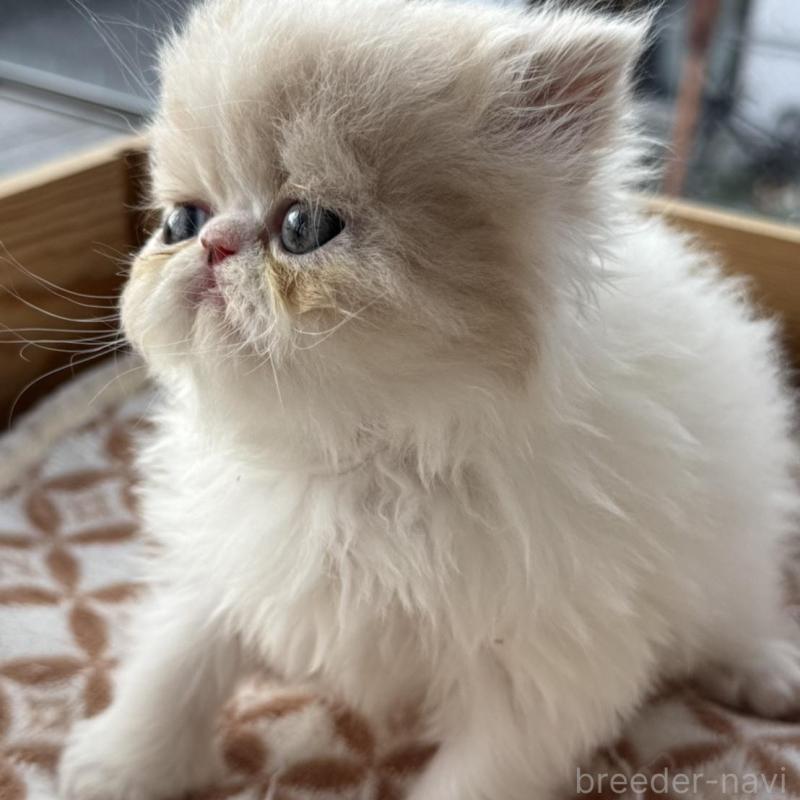 販売中の神奈川県のエキゾチックショートヘア-139039の2枚目