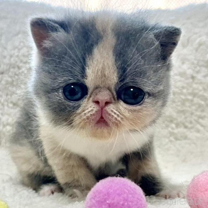 販売中の愛知県のエキゾチックショートヘア-139040の1枚目