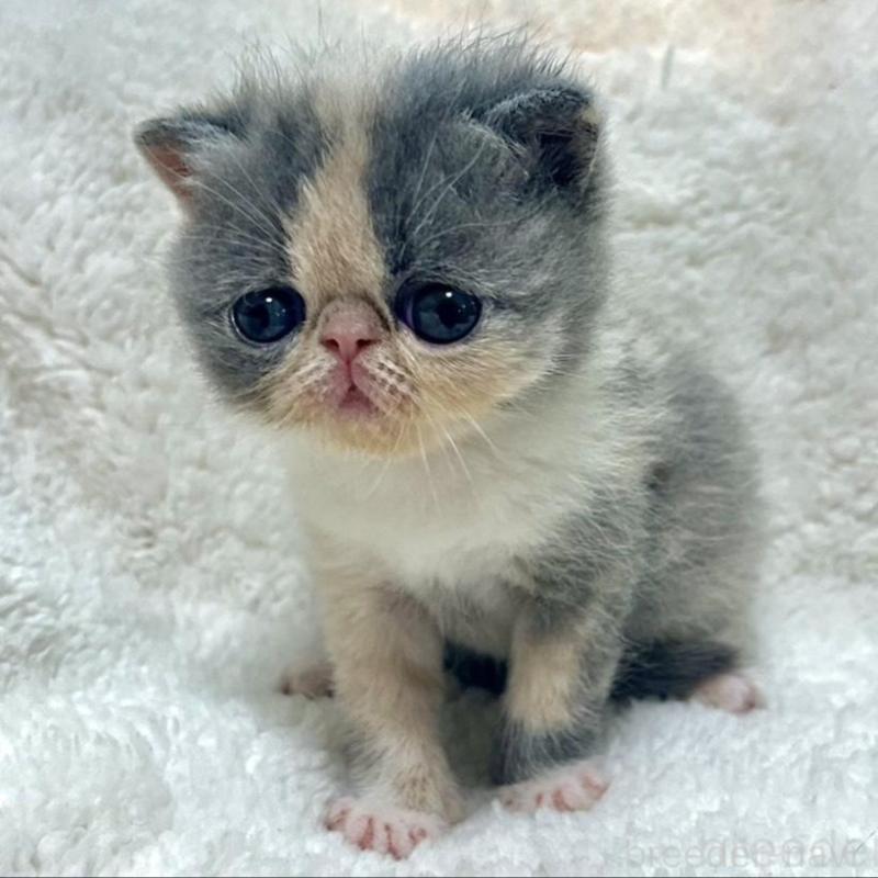 販売中の愛知県のエキゾチックショートヘア-139040の6枚目