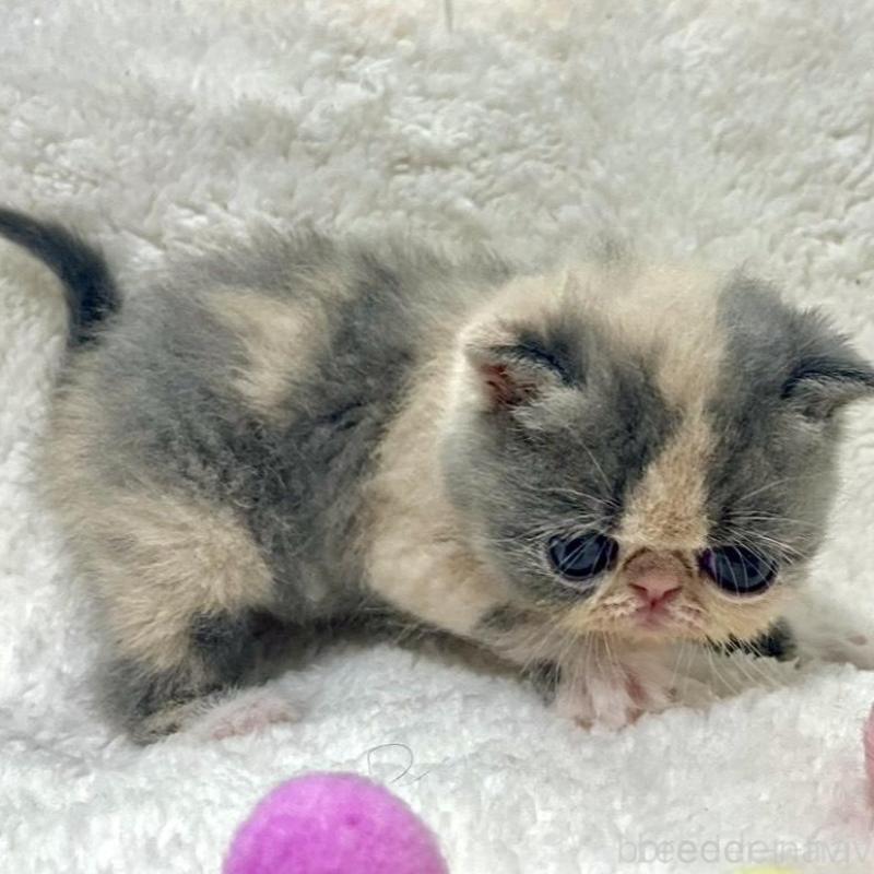 販売中の愛知県のエキゾチックショートヘア-139040の5枚目