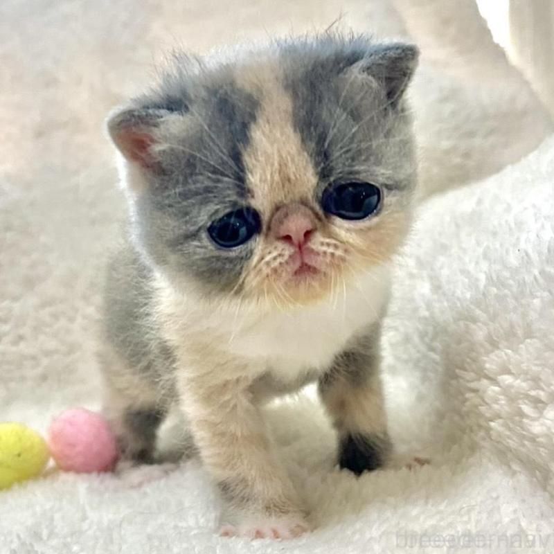 販売中の愛知県のエキゾチックショートヘア-139040の4枚目