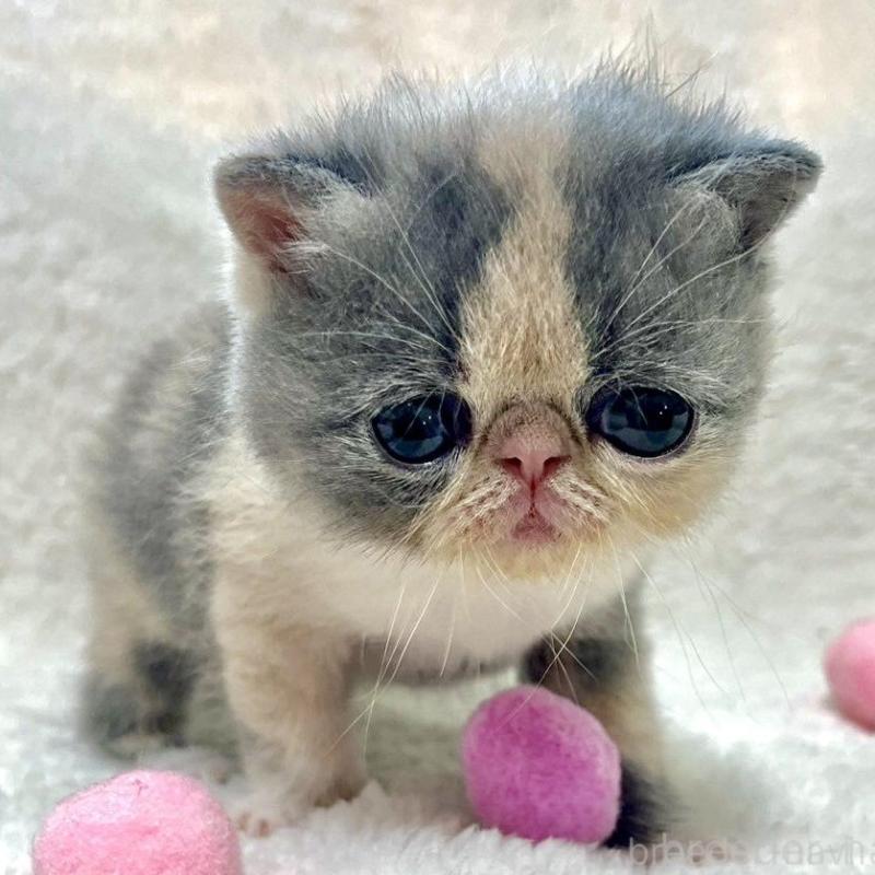 販売中の愛知県のエキゾチックショートヘア-139040の3枚目