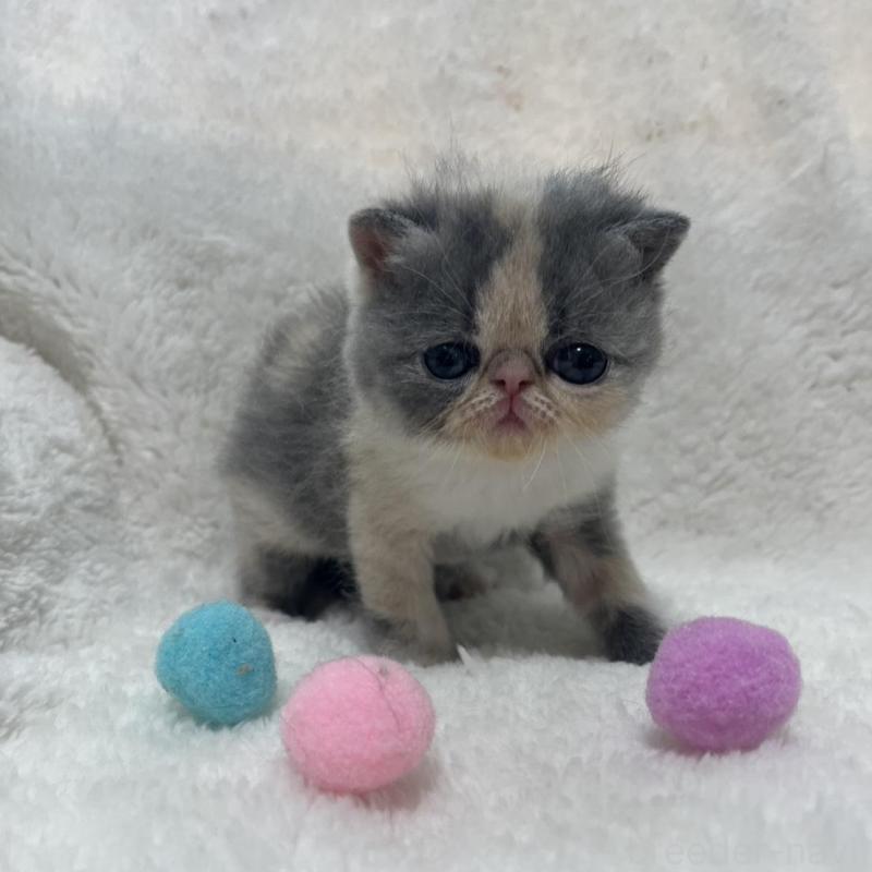 販売中の愛知県のエキゾチックショートヘア-139040の2枚目