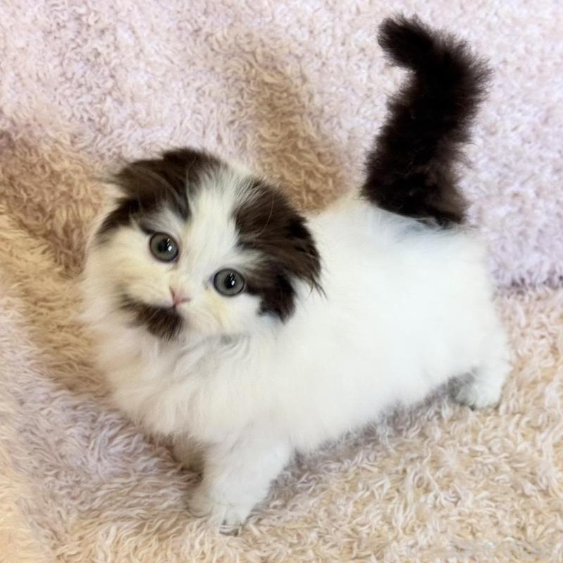 販売中の三重県のスコティッシュフォールド(折れ耳)-139041の6枚目