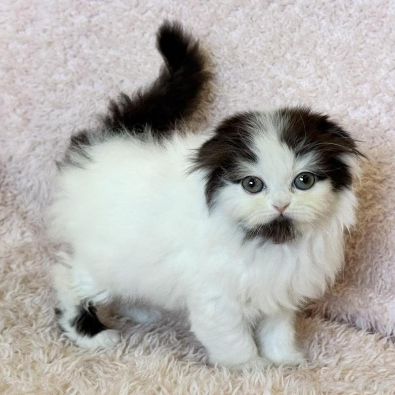 販売中の三重県のスコティッシュフォールド(折れ耳)-139041の5枚目