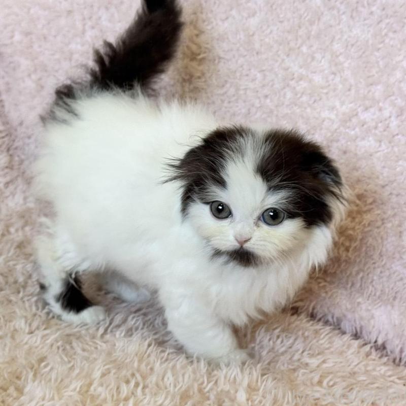 販売中の三重県のスコティッシュフォールド(折れ耳)-139041の4枚目