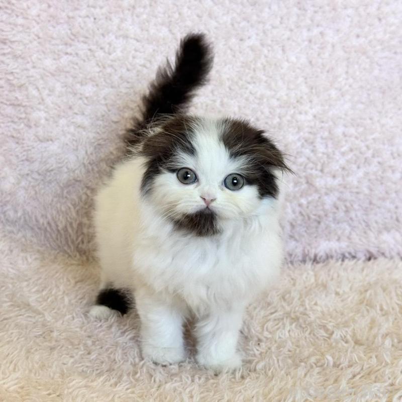 販売中の三重県のスコティッシュフォールド(折れ耳)-139041の3枚目