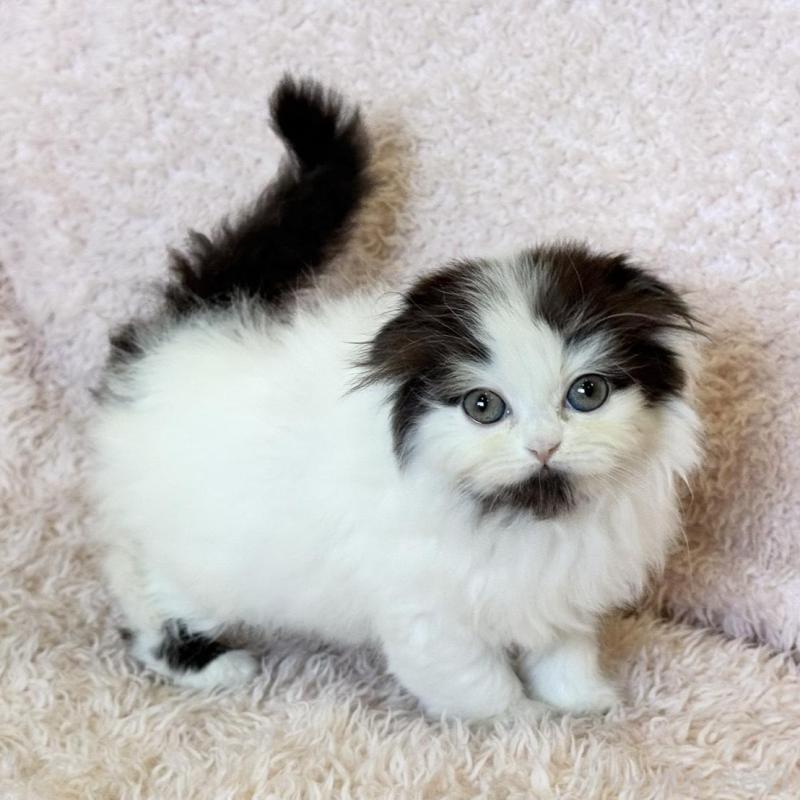 販売中の三重県のスコティッシュフォールド(折れ耳)-139041