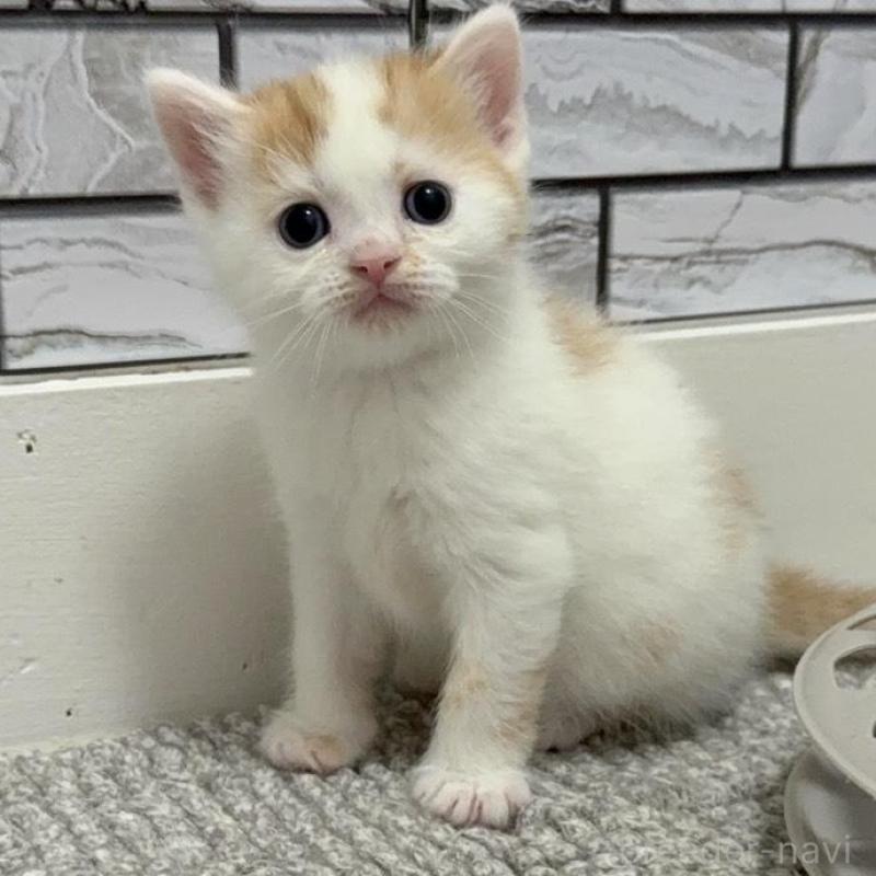 販売中の福岡県のマンチカン-139042