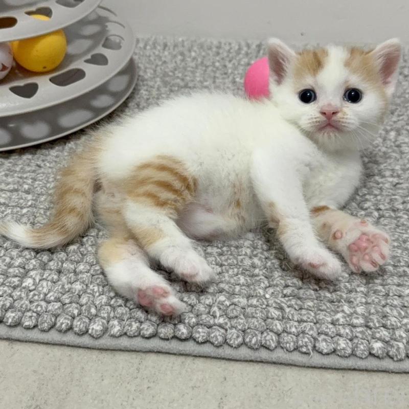 販売中の福岡県のマンチカン-139042の4枚目