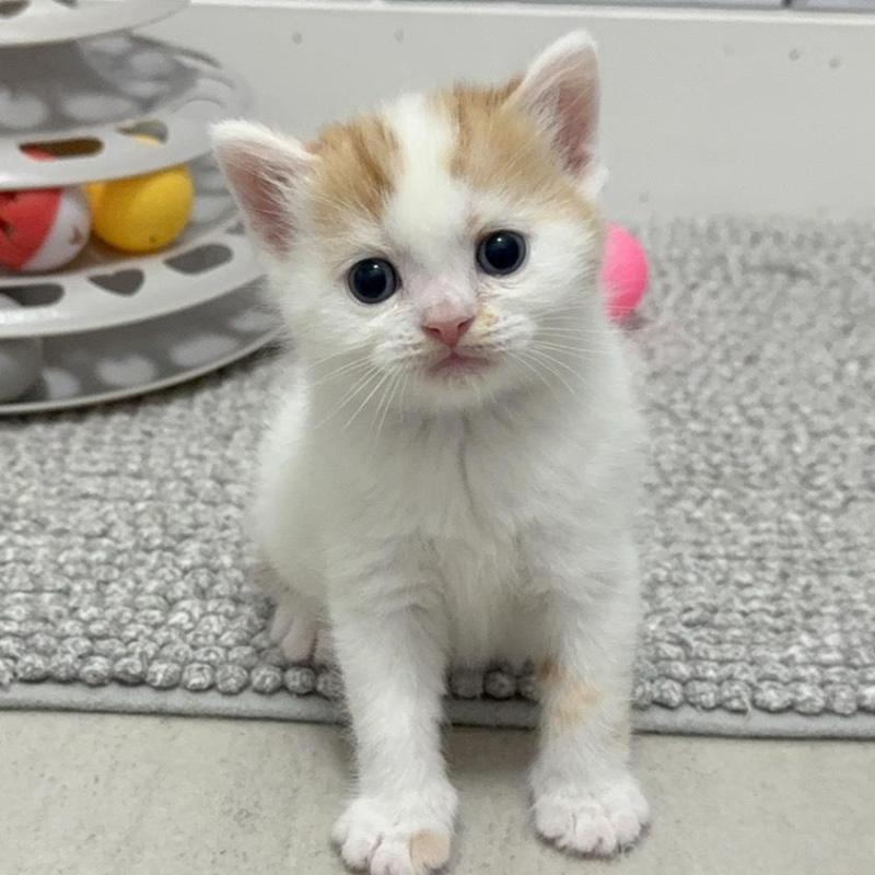 販売中の福岡県のマンチカン-139042の3枚目