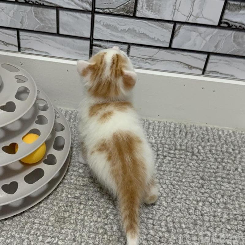 販売中の福岡県のマンチカン-139042の2枚目