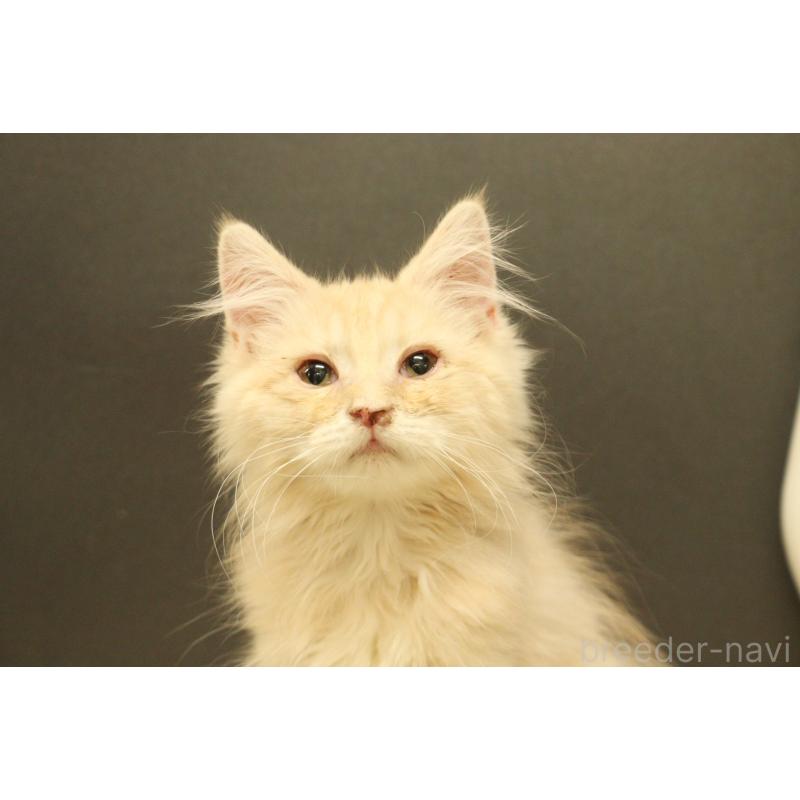 販売中の東京都のサイベリアン-139066の3枚目