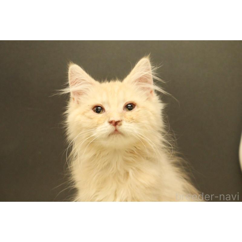 販売中の東京都のサイベリアン-139066の2枚目