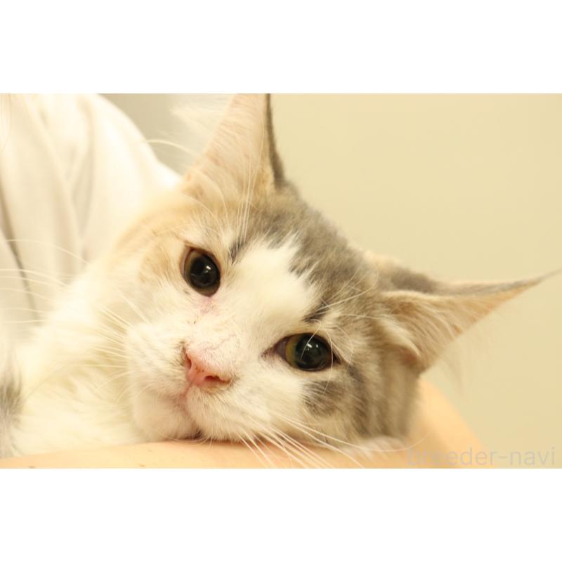 販売中の東京都のサイベリアン-139067の3枚目