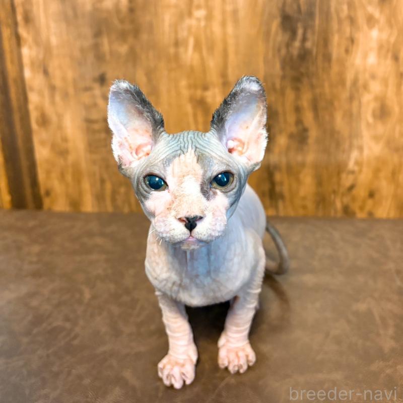 販売中の北海道のスフィンクス-137101