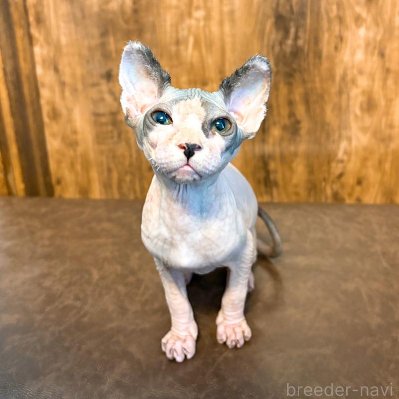 販売中の北海道のスフィンクス-137101の4枚目