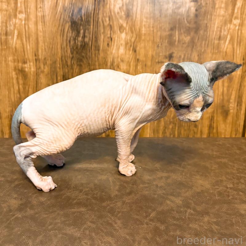 販売中の北海道のスフィンクス-137101の3枚目