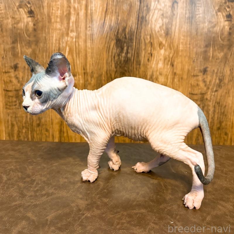 販売中の北海道のスフィンクス-137101の2枚目