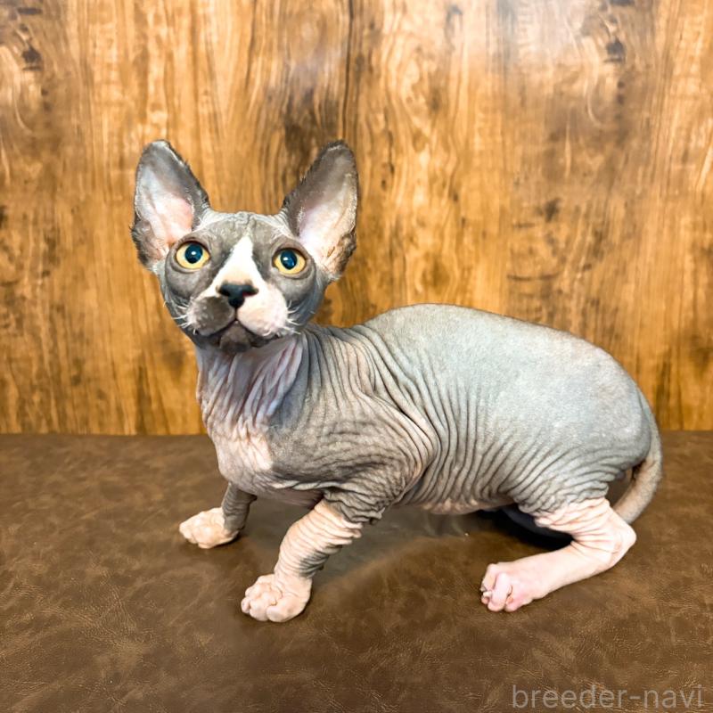 販売中の北海道のスフィンクス-136173