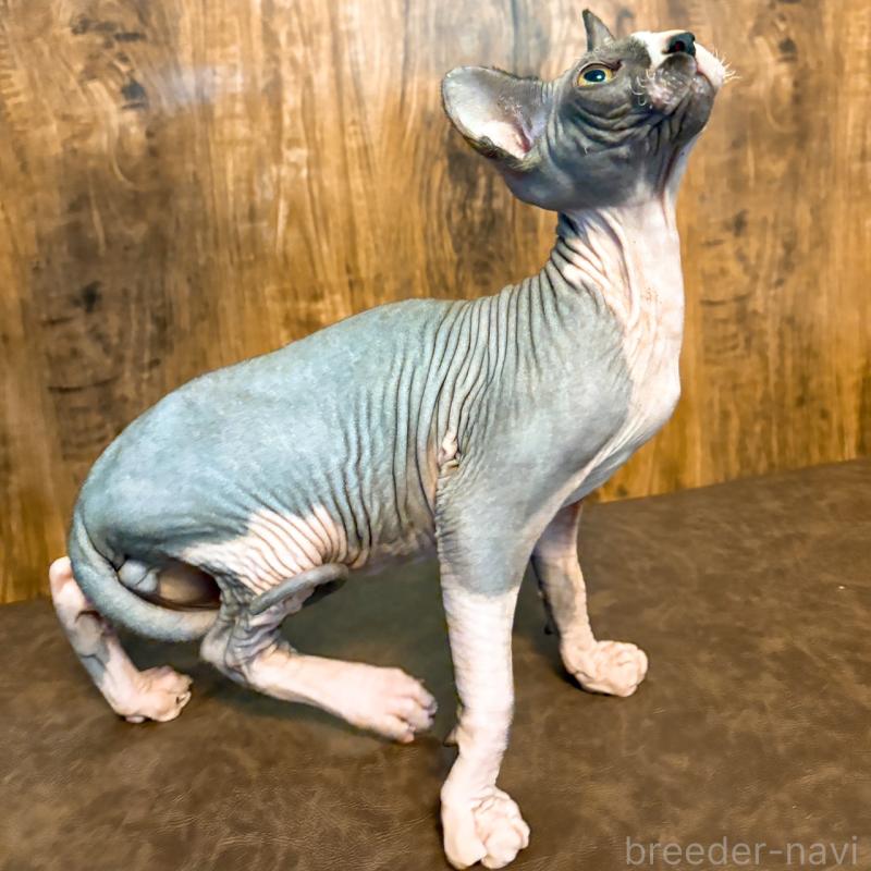 販売中の北海道のスフィンクス-136173の3枚目