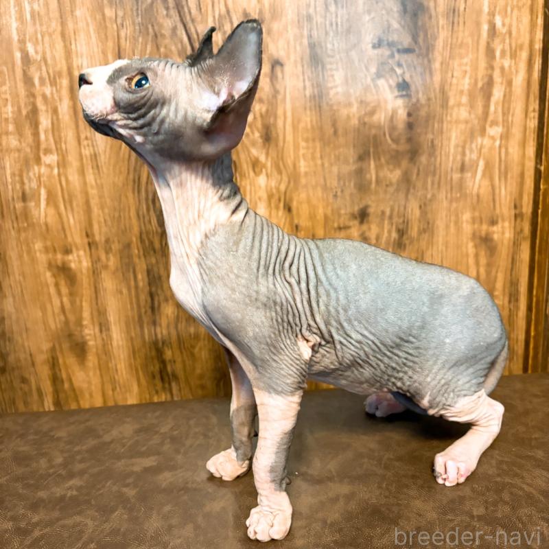 販売中の北海道のスフィンクス-136173の2枚目