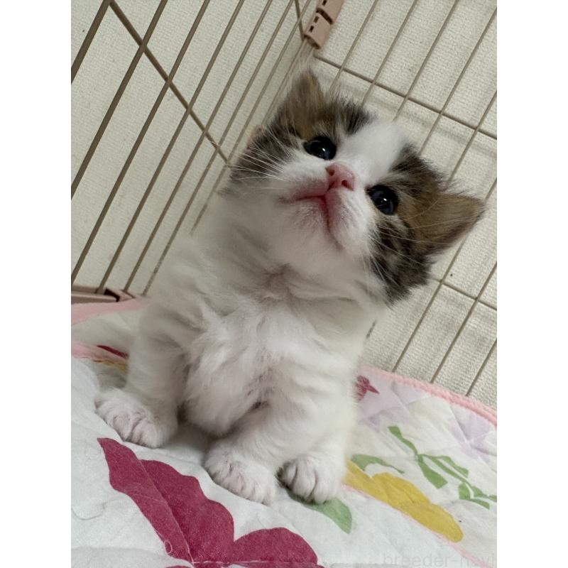 販売中の愛知県のミヌエット-139068の6枚目