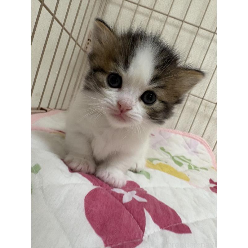 販売中の愛知県のミヌエット-139068の5枚目