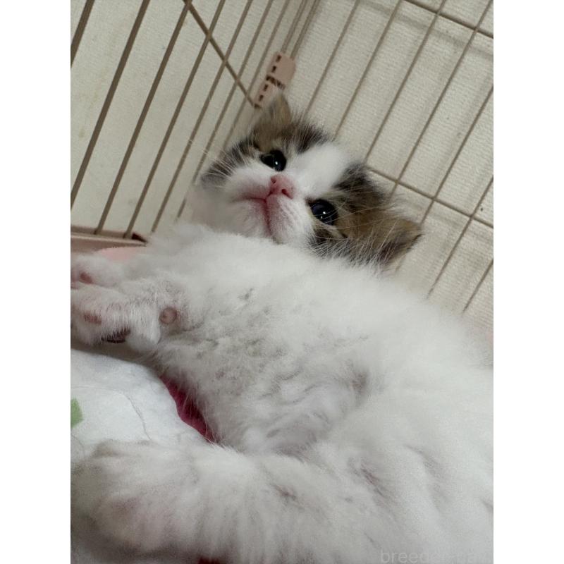 販売中の愛知県のミヌエット-139068の4枚目