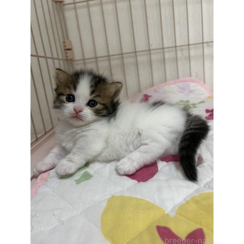 販売中の愛知県のミヌエット-139068の2枚目