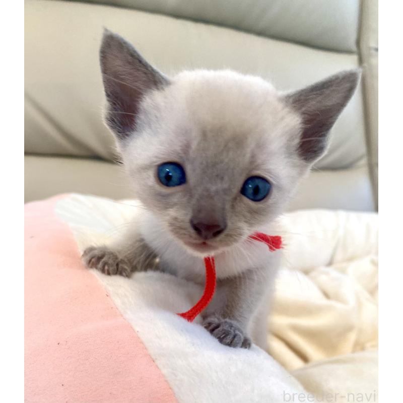 販売中の東京都のロシアンブルー-139069