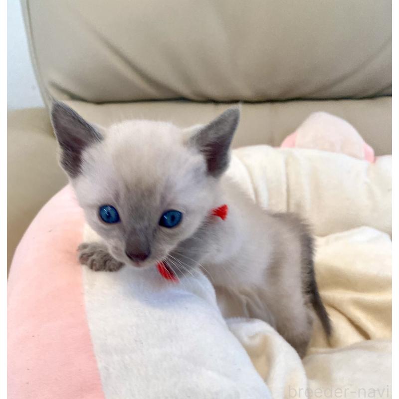 販売中の東京都のロシアンブルー-139069の6枚目