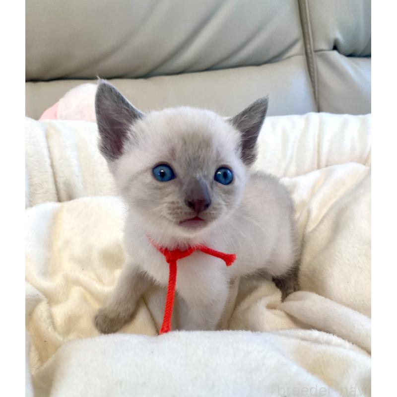 販売中の東京都のロシアンブルー-139069の5枚目