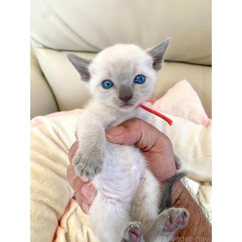 販売中の東京都のロシアンブルー-139069の4枚目