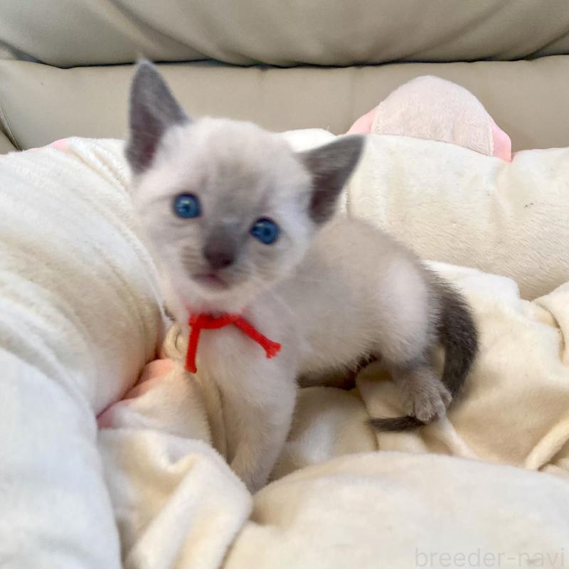 販売中の東京都のロシアンブルー-139069の3枚目