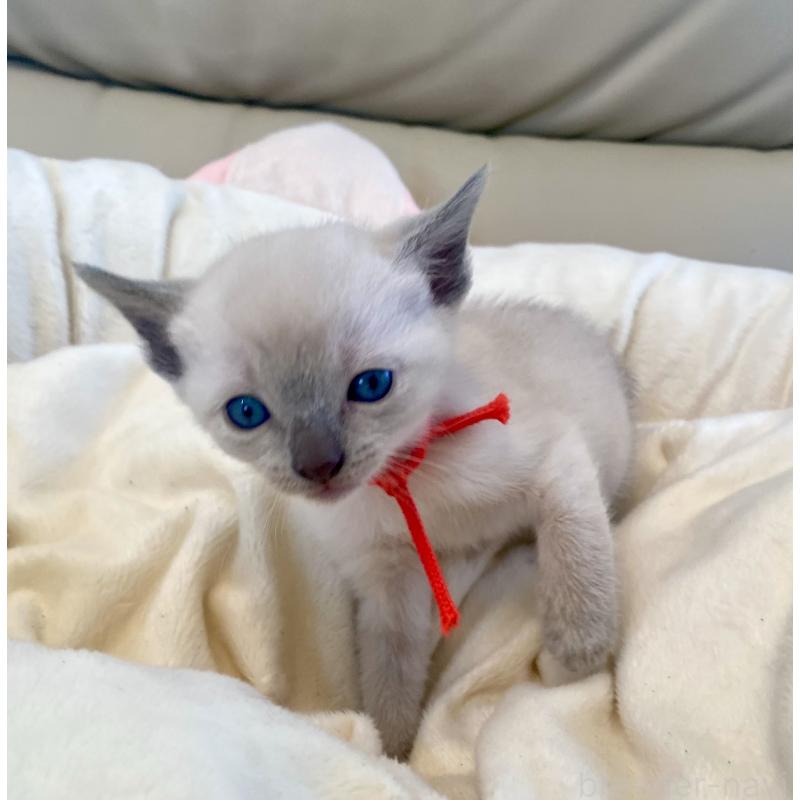 販売中の東京都のロシアンブルー-139069の2枚目