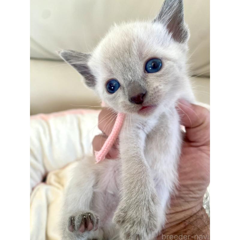 販売中の東京都のロシアンブルー-139070の6枚目