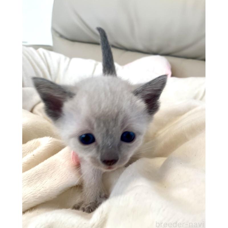 販売中の東京都のロシアンブルー-139070の5枚目