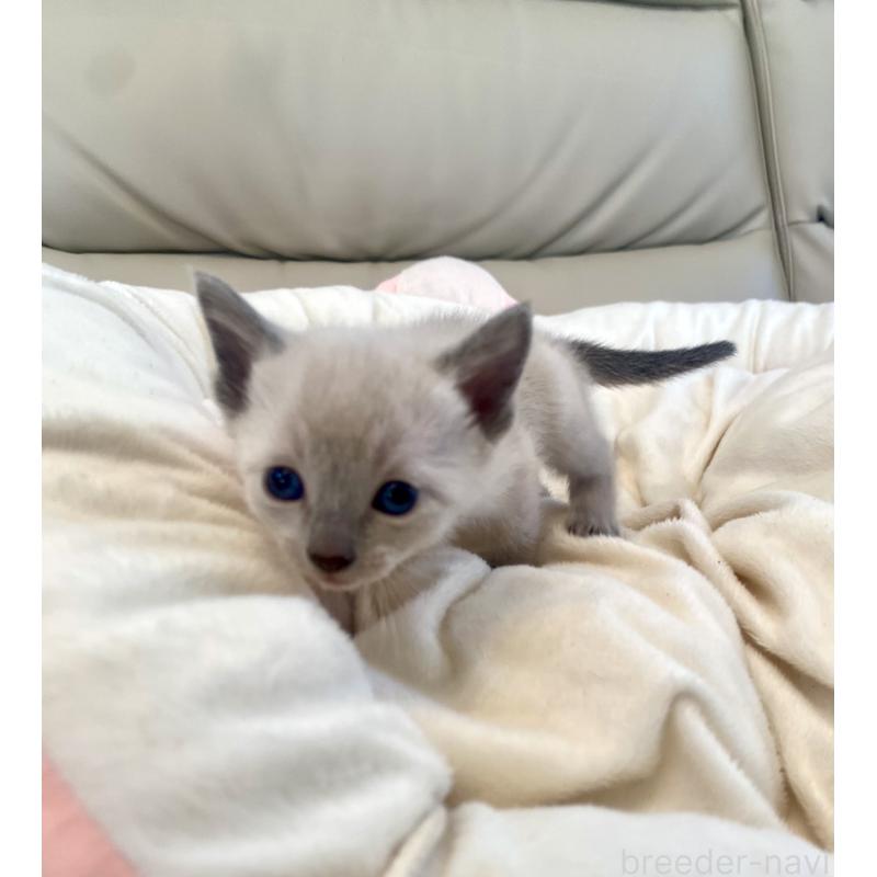 販売中の東京都のロシアンブルー-139070の4枚目