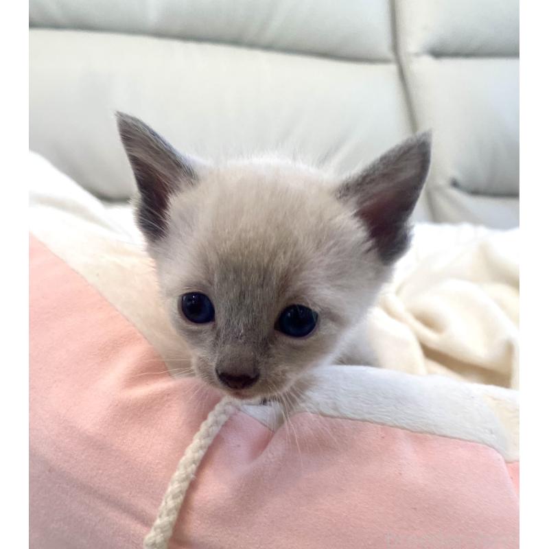 販売中の東京都のロシアンブルー-139070の3枚目